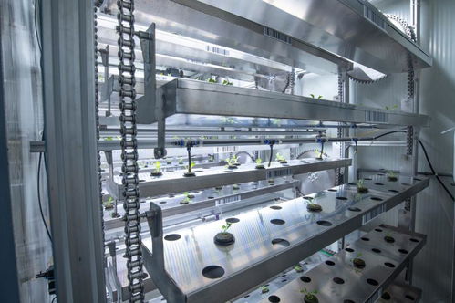 聚焦农业科技创新 植物工厂种出智慧菜——重庆技术服务引领产业变革